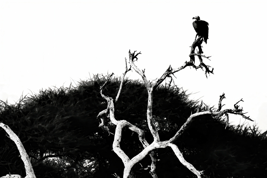 A black and white photograph of a vulture perched on a bare, twisted tree limb, silhouetted against an open sky. The stark composition evokes solitude, patience, and the quiet watchfulness of nature’s overlooked guardians.