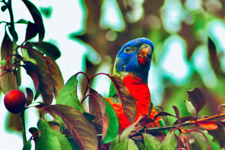Striking close-up of a rainbow lorikeet peeking through green and red foliage, with its vivid blue head and red chest illuminated by soft natural light. Australian parrot art photograph capturing the bird’s alert gaze in a plum tree.