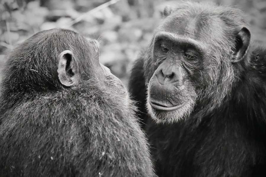 Black and White close up image of two chimpanzees sitting together looking directly at each other grooming one another in Kibale National Park Uganda Africa