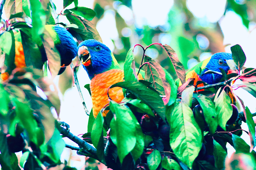 Two rainbow lorikeets perch among fruit tree branches, one looking outward and the other hidden in leaves, captured in a vibrant painterly style with rich greens, blues, and oranges.