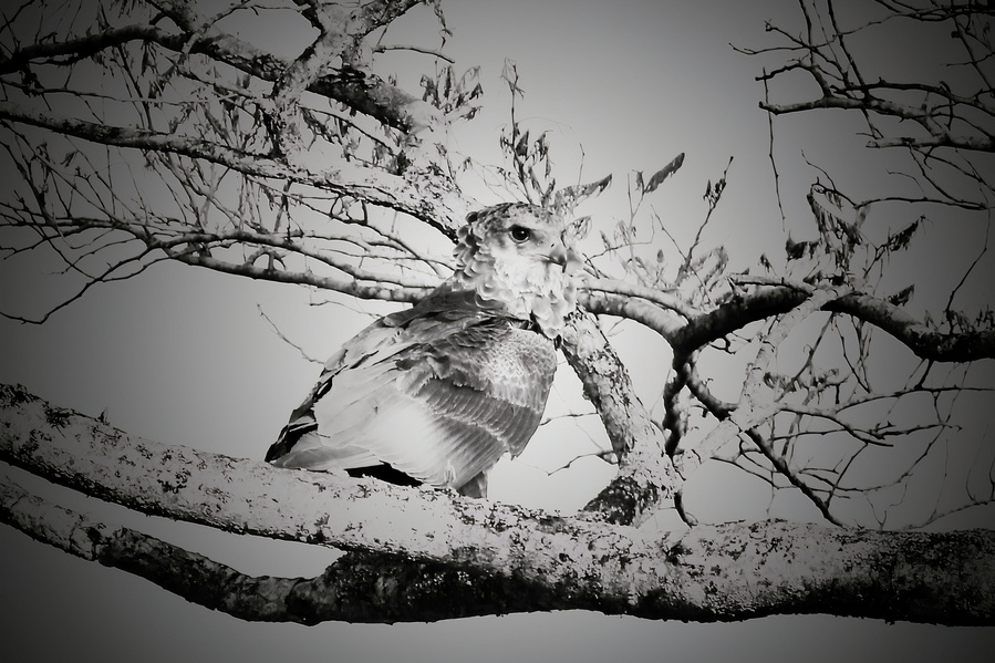 A black &  white portrait of a camouflaged bird of prey, expertly blending into the intricate branches of its perch. Its sharp eyes and powerful stance highlight the silent precision of nature’s hunters, showcasing the beauty & mastery of avian camouflage