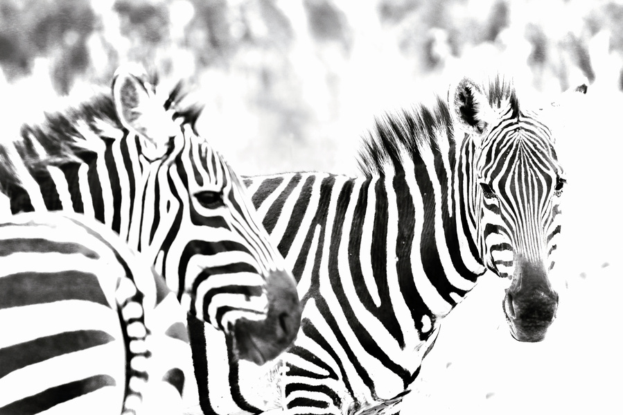 black-and-white-image-of-two-zebras-with-one-background-turned-looking-into-camera