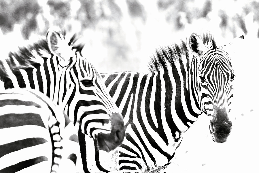 black-and-white-image-of-two-zebras-with-one-background-turned-looking-into-camera