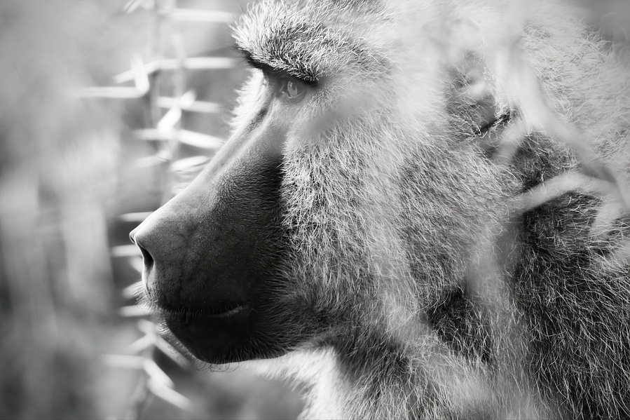 This black-and-white fine art photograph captures a contemplative baboon in a rare moment of stillness. The close-up profile highlights the animal’ sexpressive gaze and emotional intelligence, drawing viewers into a deep sense of connection.