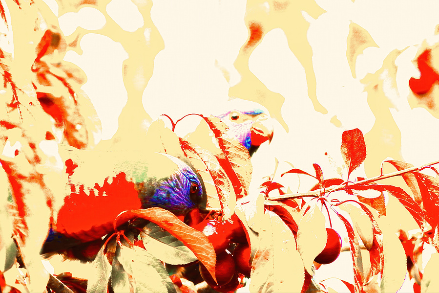 Two rainbow lorikeets forage among ripe plums, drenched in blazing painterly tones of red, orange, and violet. A bold and abstract wildlife portrait radiating summer heat.