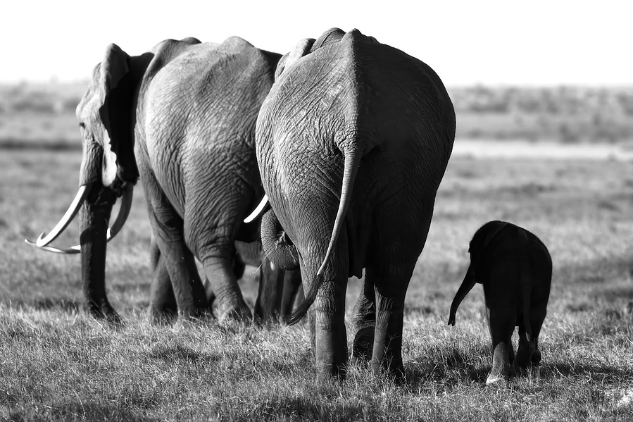 Black and white image of matriarchal elephant leading the way while mum and baby elephant follow along symbolising strength, family, and unity in nature.