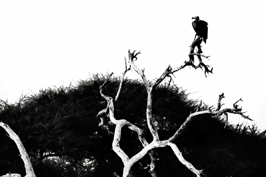 Black and white fine art photograph of a vulture perched high in a tree, its dark silhouette etched against the sky. The dramatic contrast and graphic lines highlight the bird’s striking form and presence, evoking both mystery and reverence.