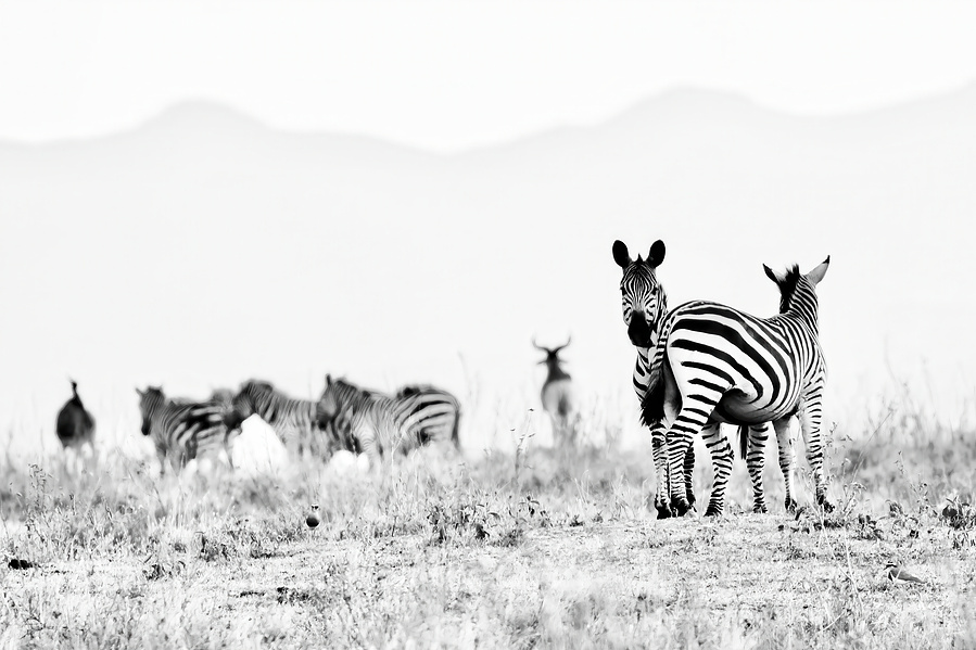 Black and white fine art photograph of two zebras standing alert in the foreground, one gazing directly at the viewer, while others blur into the distant plains. High-key minimalism meets quiet tension in this evocative portrait of watchfulness.