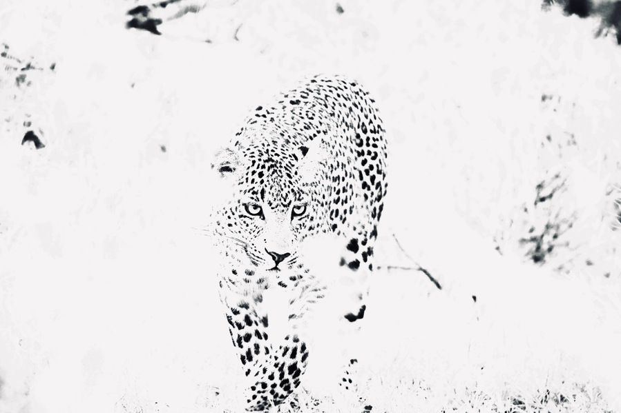 A black and white photograph of a leopard against a high-key white background, emphasizing its striking contrast and piercing gaze. This dramatic wildlife image highlights the predator’s raw power, elegance, and captivating presence.