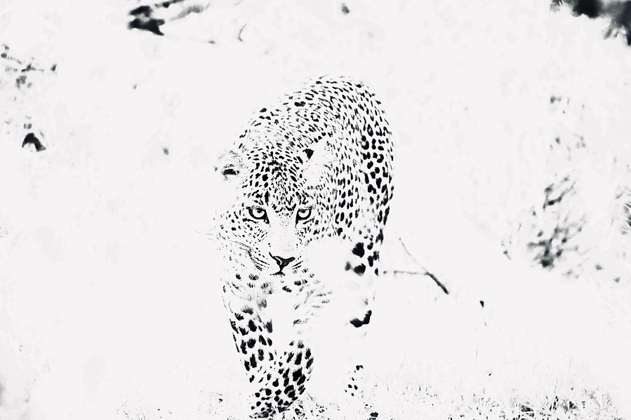 A black and white photograph of a leopard against a high-key white background, emphasizing its striking contrast and piercing gaze. This dramatic wildlife image highlights the predator’s raw power, elegance, and captivating presence.