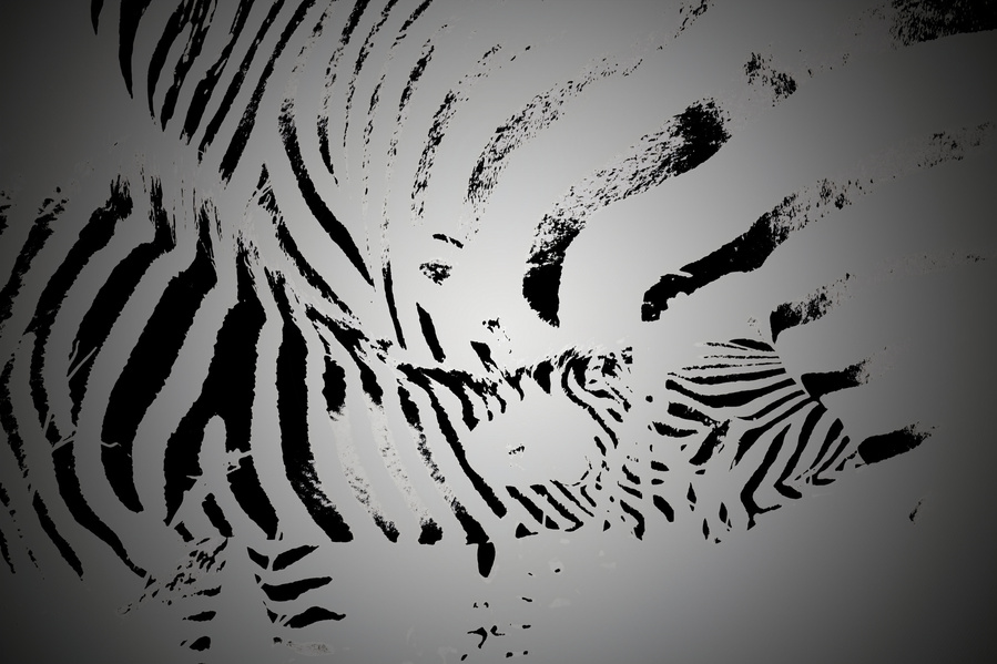 Black and white abstract zebra artwork of a mother nursing her foal. A striking fine art wildlife image highlighting maternal bond, bold contrast, and natural intimacy.