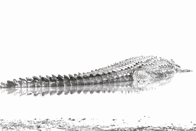 Overexposed black and white photograph of a crocodile, highlighting the intricate texture of its scales. High contrast enhances its raw power, capturing the essence of this prehistoric predator in a striking, artistic composition.
