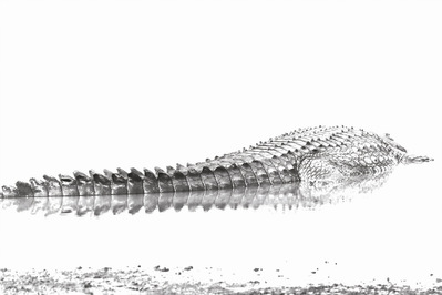 Overexposed black and white photograph of a crocodile, highlighting the intricate texture of its scales. High contrast enhances its raw power, capturing the essence of this prehistoric predator in a striking, artistic composition.
