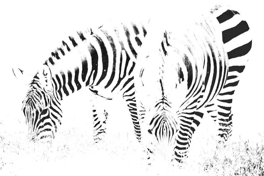 High-key black and white zebra photograph capturing two zebras grazing in perfect symmetry. A minimalist wildlife portrait focused on abstract patterns, contrast, and stillness.