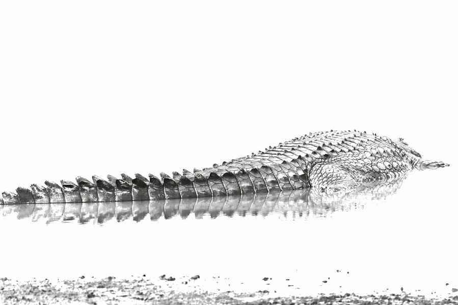 Minimalist black and white crocodile portrait in still water, its sculptural tail and mirrored scales forming a serene, abstract curve.