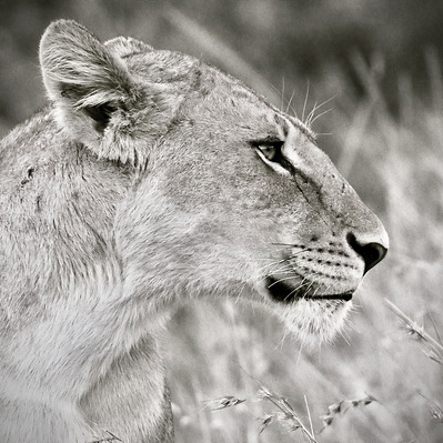 black-and-white-image-of-side-profile-of-a-Lioness-titled-Side- Profile -of-a- Lioness