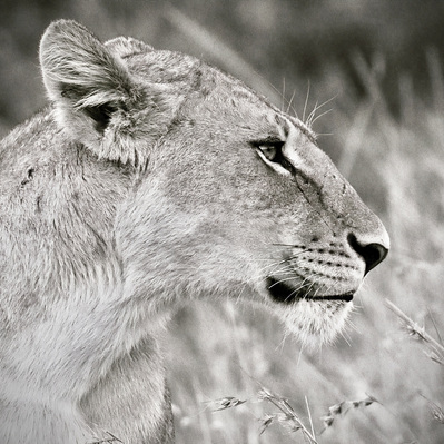black-and-white-image-of-side-profile-of-a-Lioness-titled-Side- Profile -of-a- Lioness