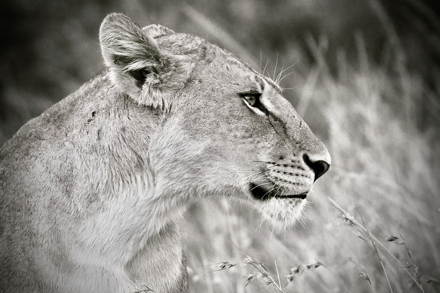 Striking black and white wildlife photograph of a lioness in side profile. Her powerful jawline, poised expression, and flowing mane are captured in dramatic detail, revealing the quiet strength and elegance of one of Africa’s most iconic predators.
