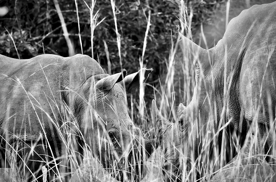 Black and white fine art image of rhino and young touching horns in a bonding moment.