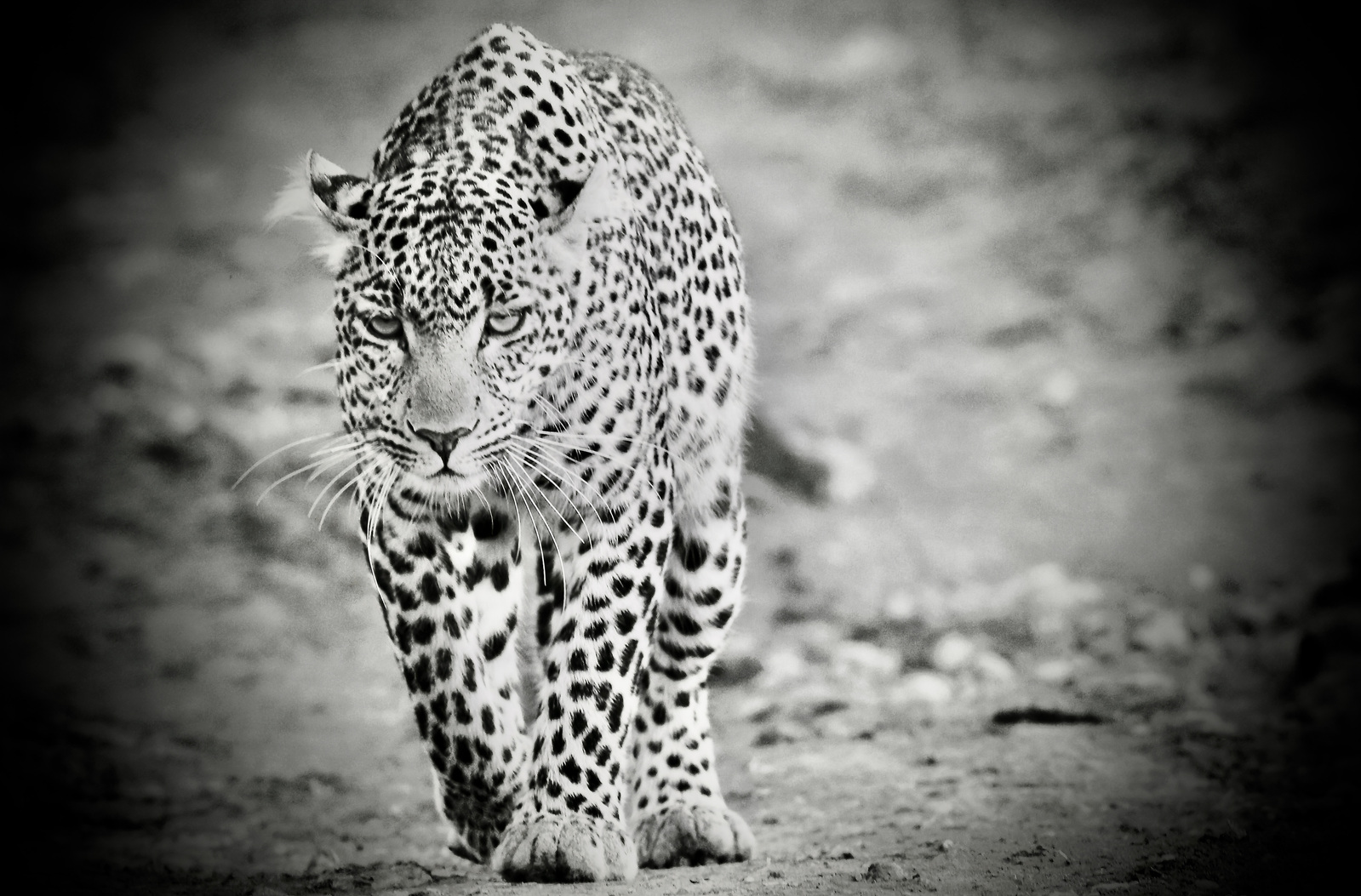 black-and-whtie-image-of-leopard-walking-directly-into-the-camera-whilst-out-early-hunting-in-the-masaai-mara