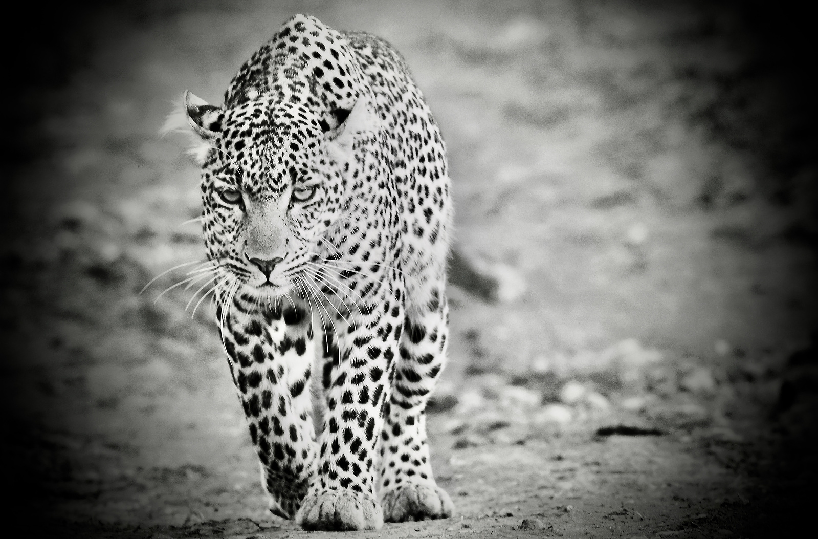 black-and-whtie-image-of-leopard-walking-directly-into-the-camera-whilst-out-early-hunting-in-the-masaai-mara