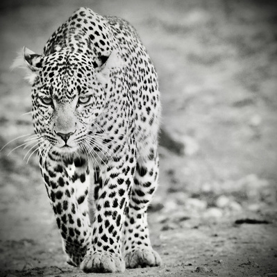 Leopard mother on early morning hunt walking into camera-titled -Leopard Mother Hunting