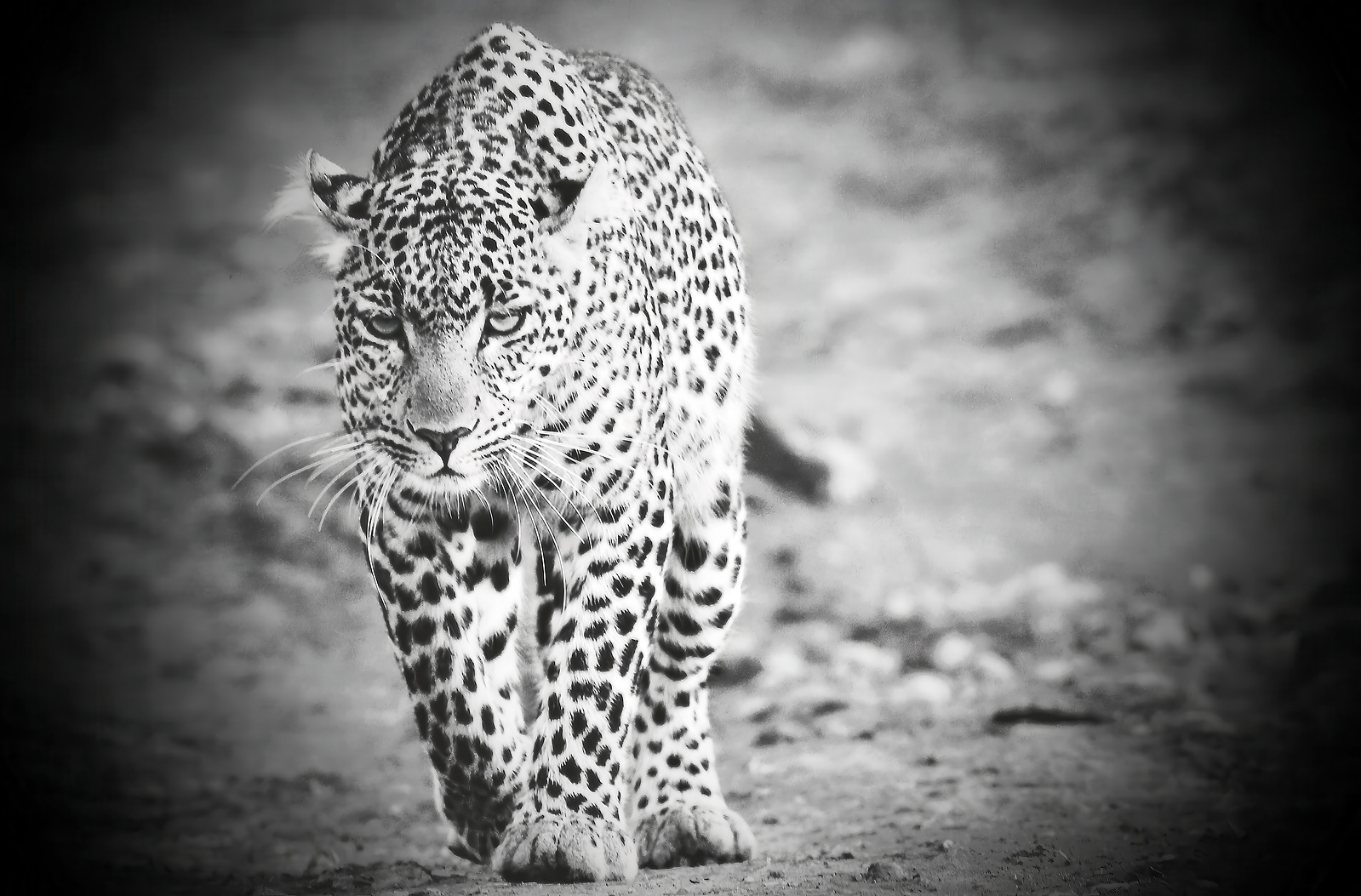 Black and white close-up of a leopard walking toward the camera, its intense gaze and bold rosettes striking in high contrast. A powerful, dramatic wildlife portrait.