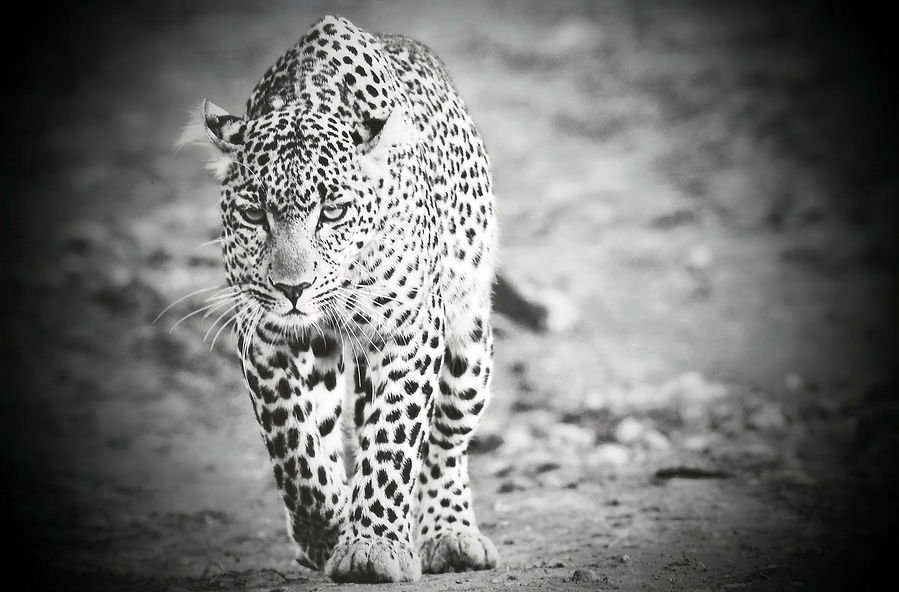 Black and white close-up of a leopard walking toward the camera, its intense gaze and bold rosettes striking in high contrast. A powerful, dramatic wildlife portrait.