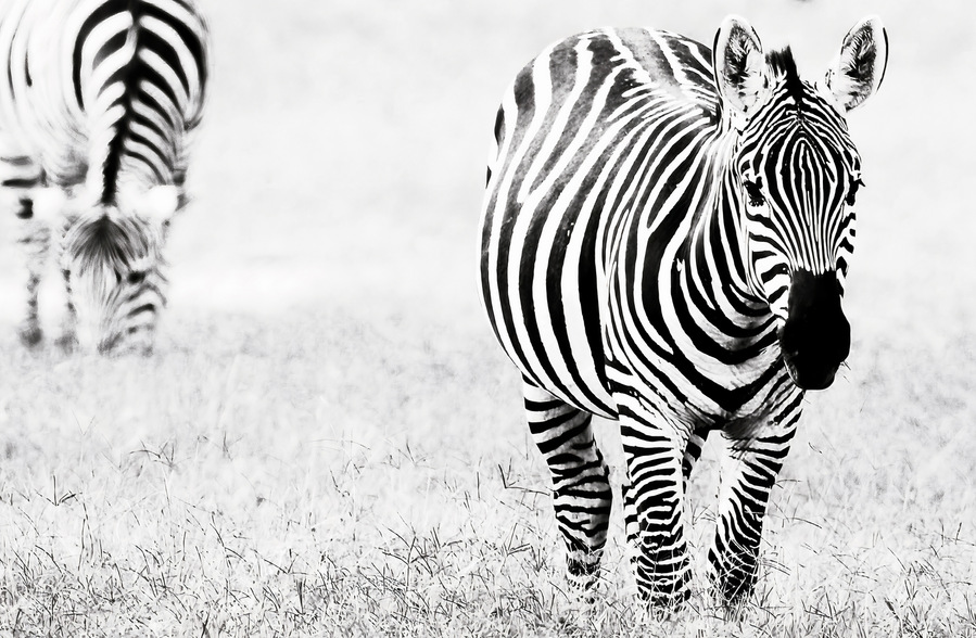Black and white fine art photograph of a zebra, highlighting the bold contrast and intricate pattern of its stripes. A striking wildlife image celebrating the natural design and beauty of one of Africa’s most iconic animals.