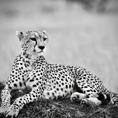 black-and-white-image-of-cheetah-laying-on-mound-looking-into-the-horizon-titled-Cheetah -Mama - A- Poignant -Beauty