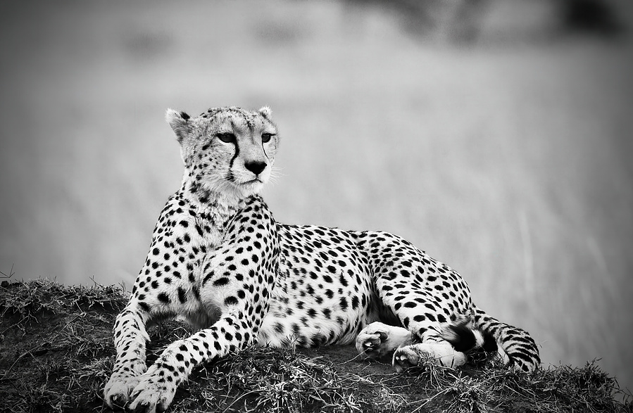 A black and white fine art portrait of a cheetah reclining gracefully on a mound, her elegant posture exuding quiet strength and watchful beauty