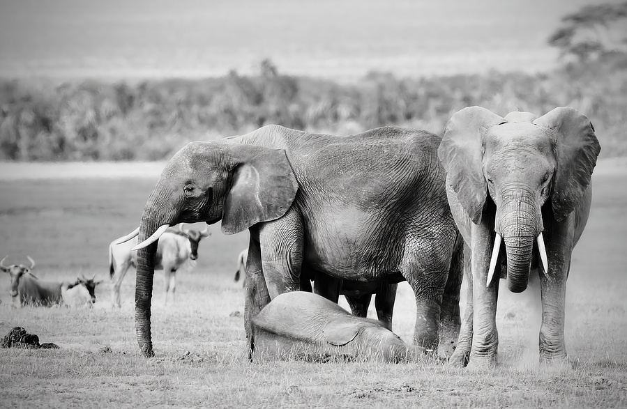 A black and white photograph of a small group of elephants on the savannah, with one calf resting peacefully beneath the legs of an adult. The surrounding adults stand alert and steady, evoking themes of care, protection, and unity.