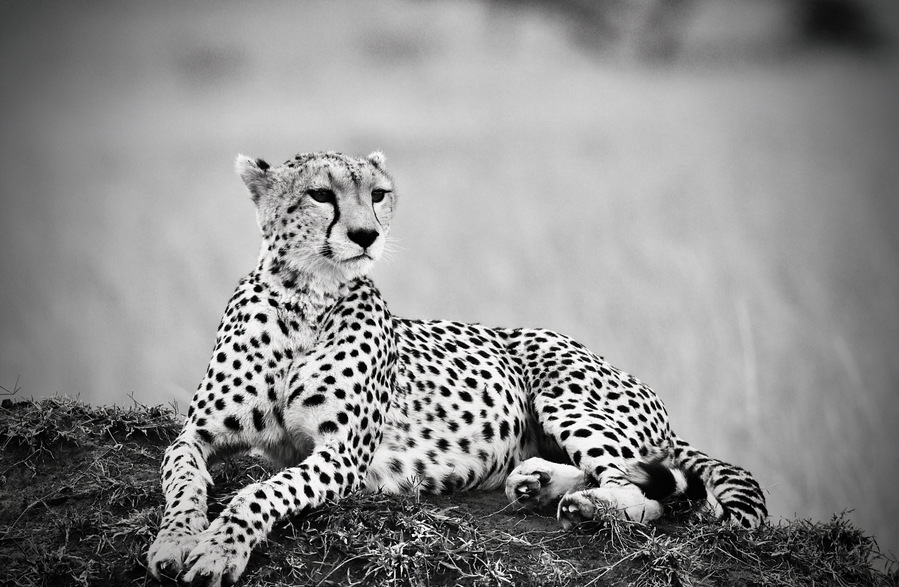 Black & White image of leopard laying upon a mound looking into the distance as she searches for her cubs titled "Cheetah Mama - A Poignant Beauty"  