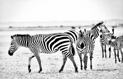 black and white group of zebras curiously gazing directly into camera titled Zebra Stare