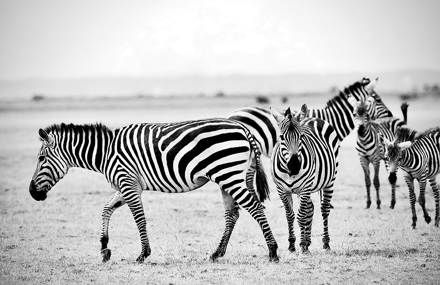 Black and white zebra photography featuring a bold stare and crisp stripes. A striking fine art wildlife print from the African plains.