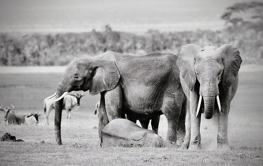 Black and white image of a baby elephant lying down to sleep in the Amboseli savannah, with her mother and matriarch standing protectively on either side in strong, watchful poses.