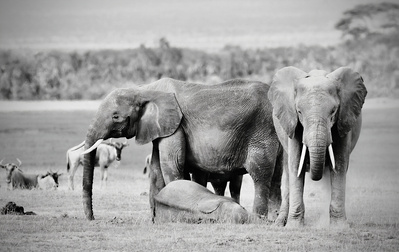 black-and-white-image-of- elephant-members-surrounding-a-baby-elephant-for -protection- as-they-nap-in-the-middle-of-the-savanna-titled-Baby- Needs- a- Nap