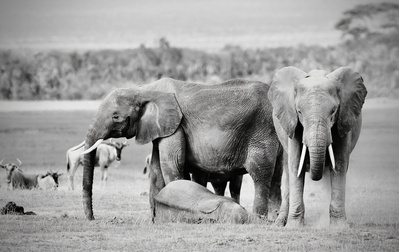 black-and-white-image-of- elephant-members-surrounding-a-baby-elephant-for -protection- as-they-nap-in-the-middle-of-the-savanna-titled-Baby- Needs- a- Nap
