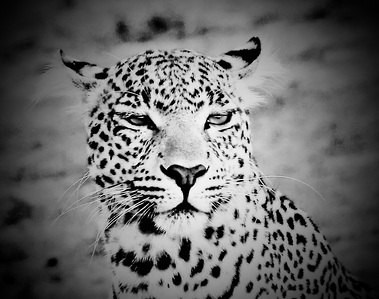 Stunning black and white portrait image of leopard staring off into the distance