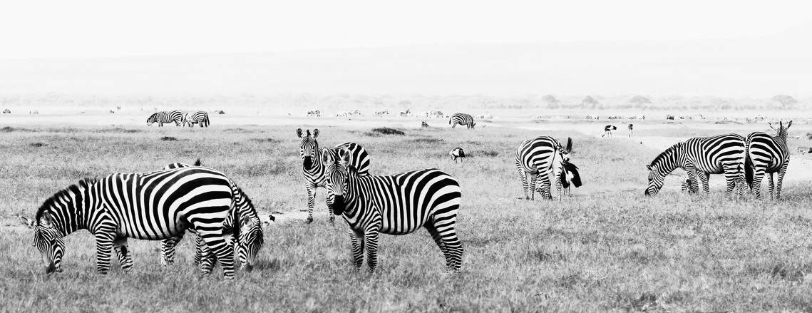 Zebras- cover-the-land-all-the-way- to-the-hoizon-with-two-looking directly-camera- in-the-foreground.