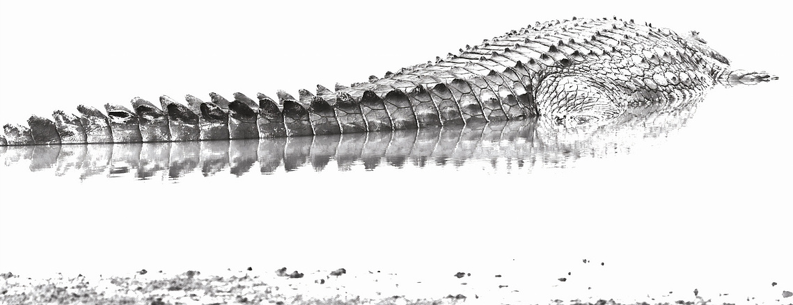 Black and white fine art wildlife photograph of a crocodile partially submerged, its sculptural scales emerging like armour from luminous overexposed water.