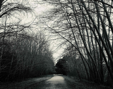 A black and white photograph of a quiet forest path framed by tall, arching trees with bare branches reaching inward from both sides, creating a natural cathedral-like canopy against a pale winter sky.