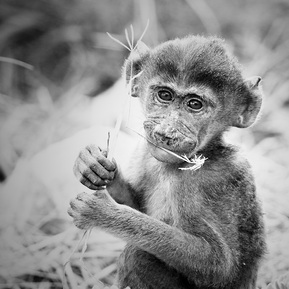 Black-and-white-image-of-baby-baboon-staring-directly-into-camera