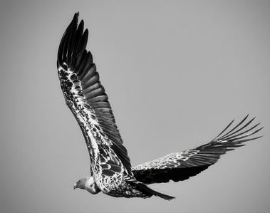 A black and white fine art photograph of a vulture soaring across a minimalist sky, wings fully outstretched in a graceful diagonal arc. The image captures the silent power and sculptural beauty of flight, with light reflecting off layered feathers.