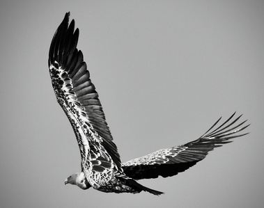 stunning image of raptor captured in mid flight showing intricate detail of feathers spread across the sky