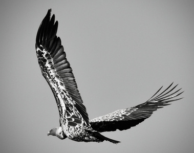 stunning image of raptor captured in mid flight showing intricate detail of feathers spread across the sky