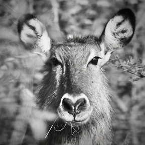 Black-and-white-portrait-of-bush-buck-antelope-staring-directly-into-camera