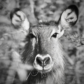 Black-and-white-portrait-of-bush-buck-antelope-staring-directly-into-camera