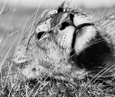 Close-up black and white portrait of a lion lying in tall grass with eyes closed, basking in sunlight.