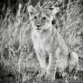 black-and-white-image-of-lion-cub-sitting-looking-into-camera